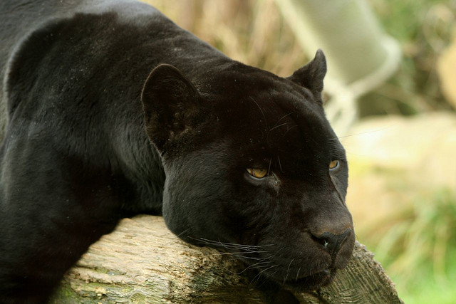 Blackpanther - 02.jpg